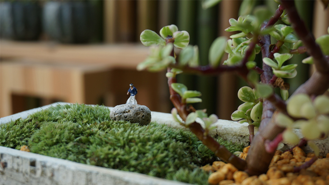 テーブル盆栽 テーブルボンサイ BONSAI