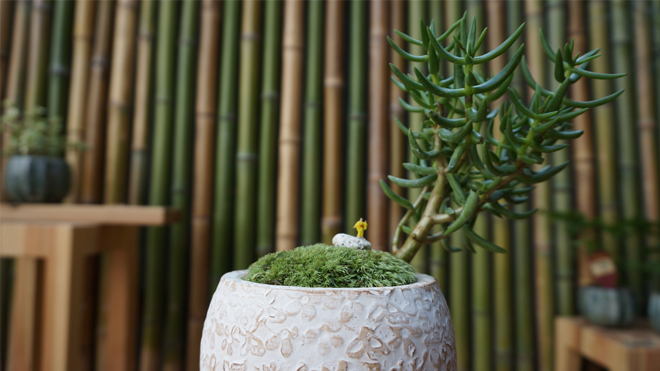 テーブル盆栽 テーブルボンサイ BONSAI