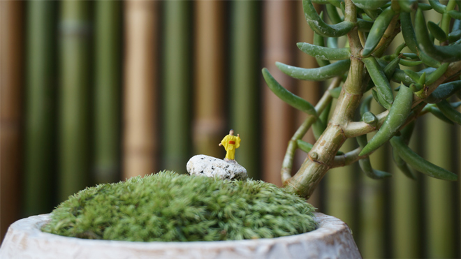テーブル盆栽 テーブルボンサイ BONSAI