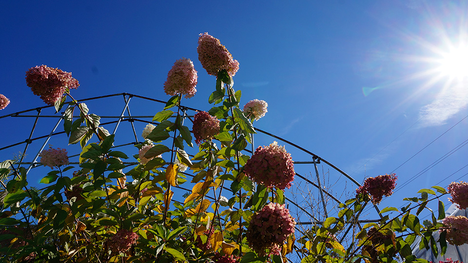 flower1