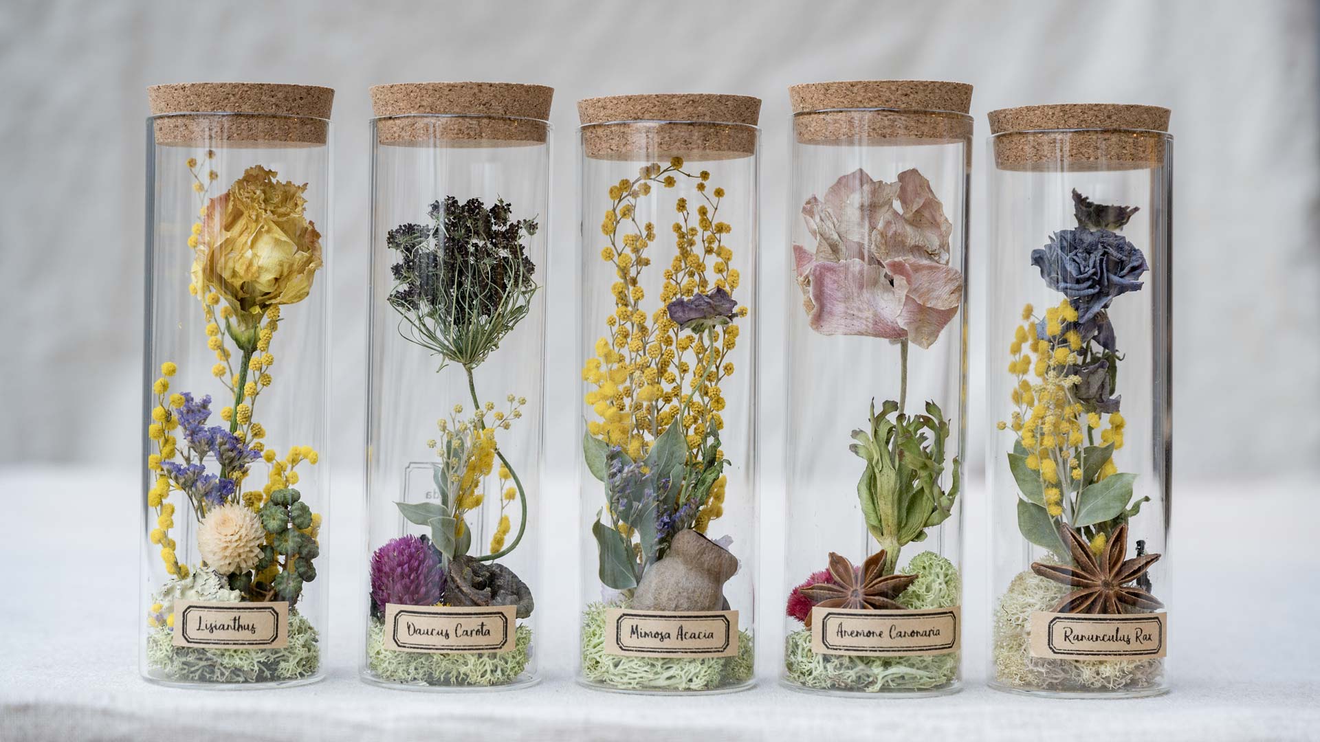Tida Flower ドライフラワー植物標本
