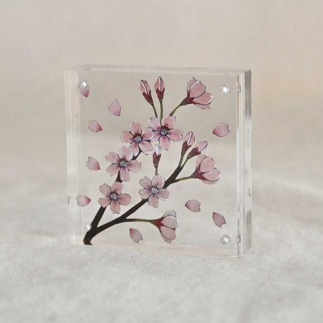 紙の花屋 asanochiaki 4/22-5/13, 2022