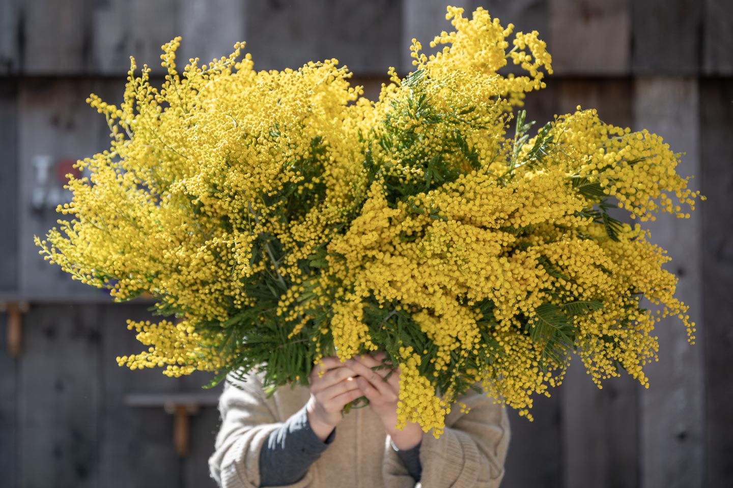 ミモザの日(3/8)に。イタリアより、ミランドールのミモザの花束を。 表参道植物屋 by TOKYO FANTASTIC