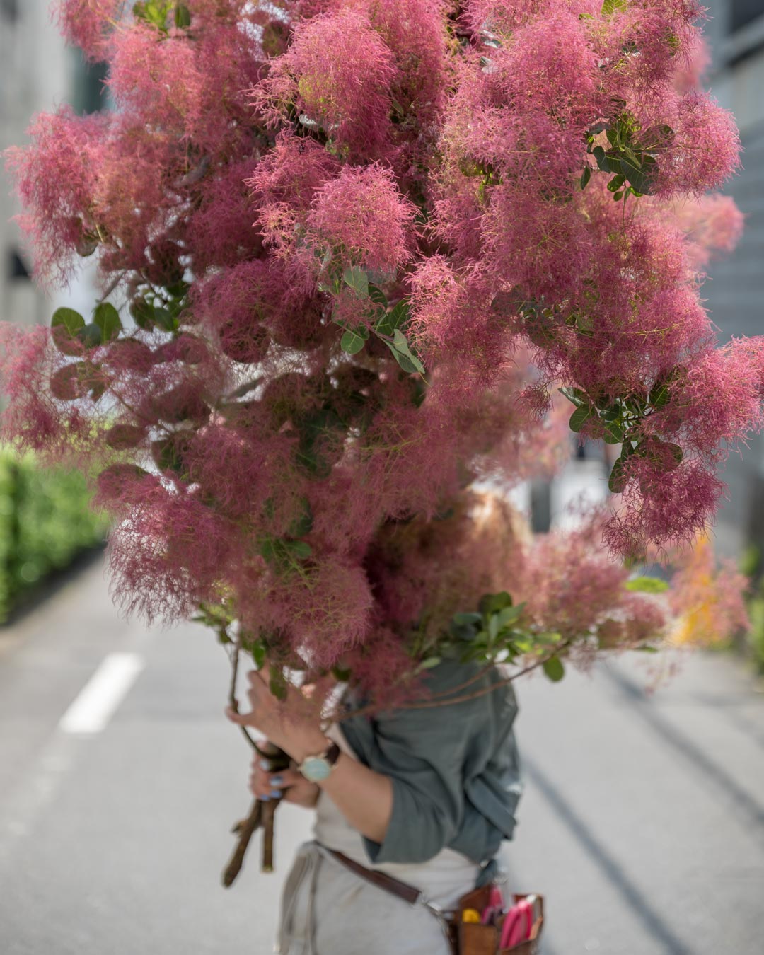 スモークツリー 表参道植物屋 by TOKYO FANTASTIC