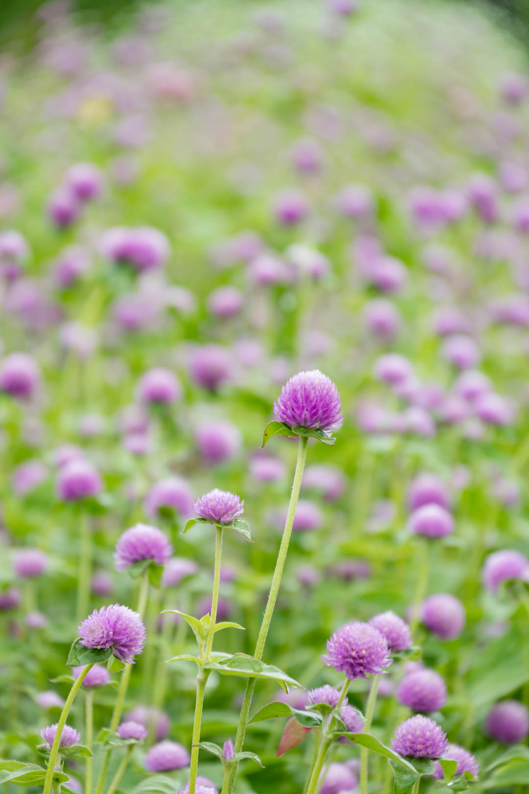 信州のあざやかな千日紅