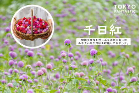 とっておきの千日紅のドライフラワー