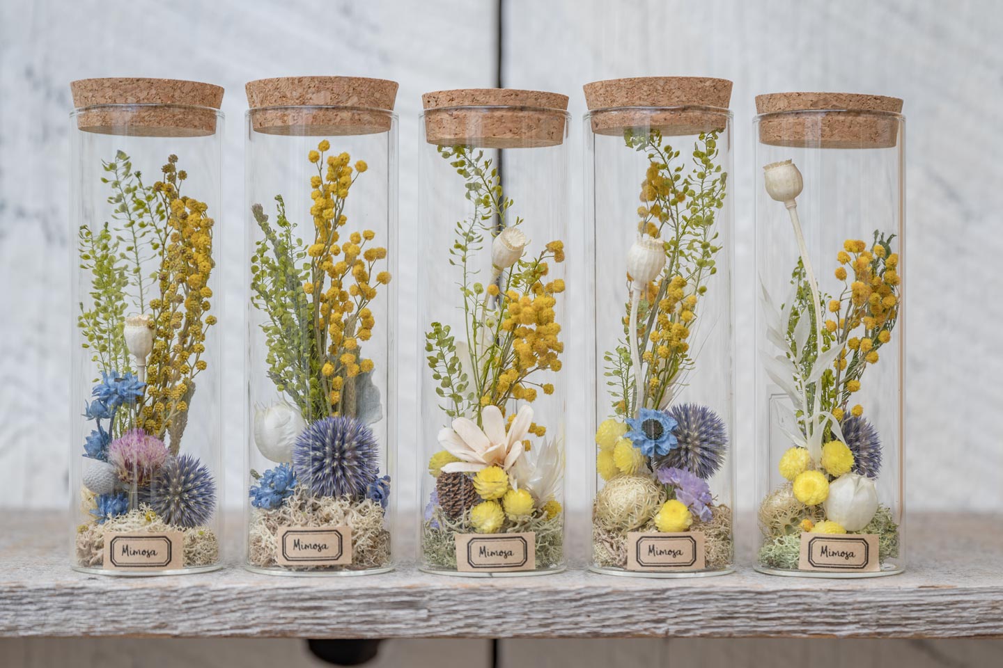 ミモザの植物標本